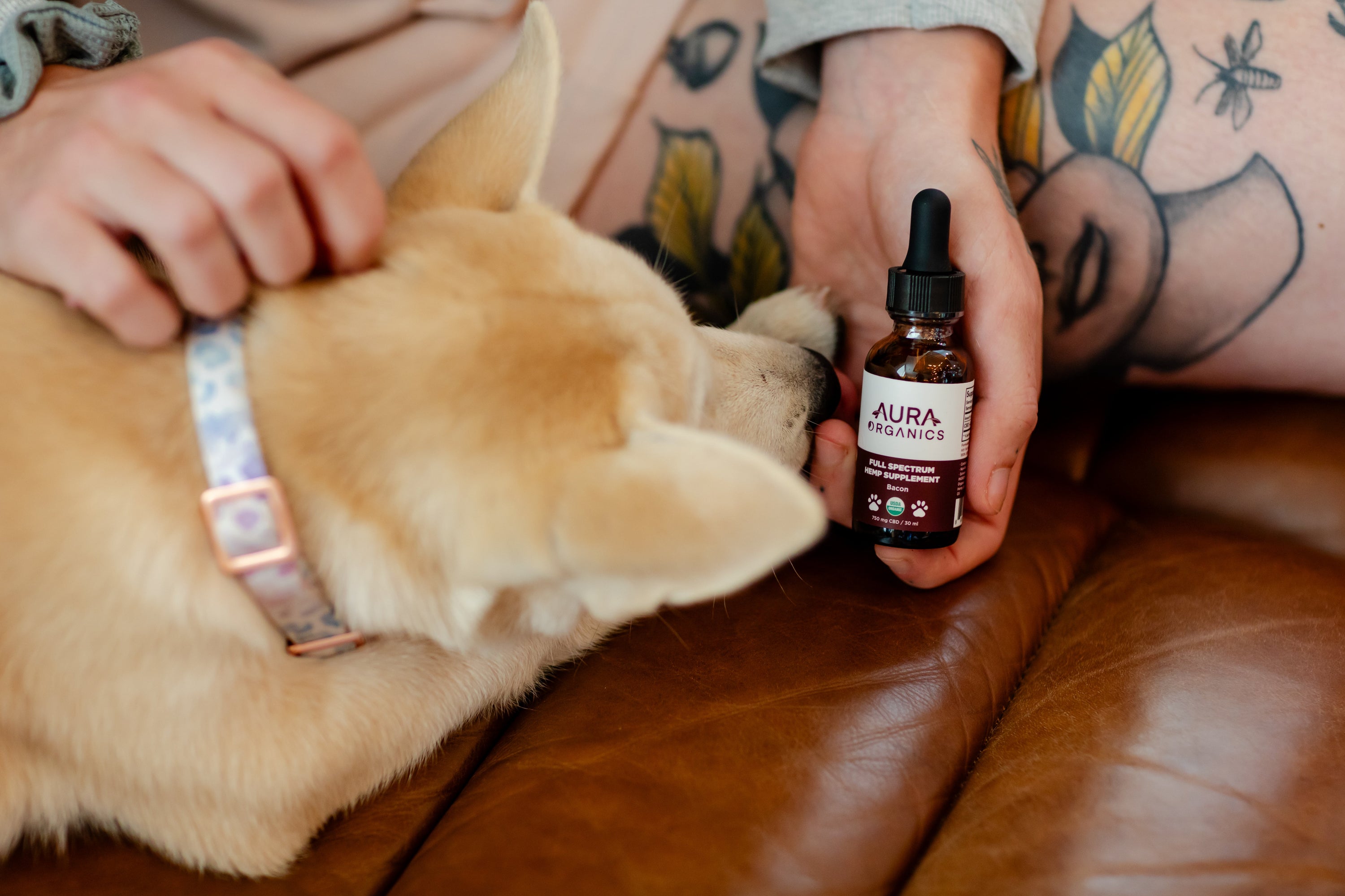 How CBD Can Help Relieve Anxiety in Pets